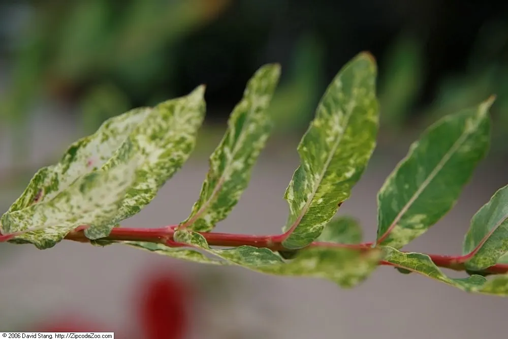 Dappled Willow (Salix Integra 'Hakuro-Nishiki') — or adding a splash of color near water features due to its water-loving nature
