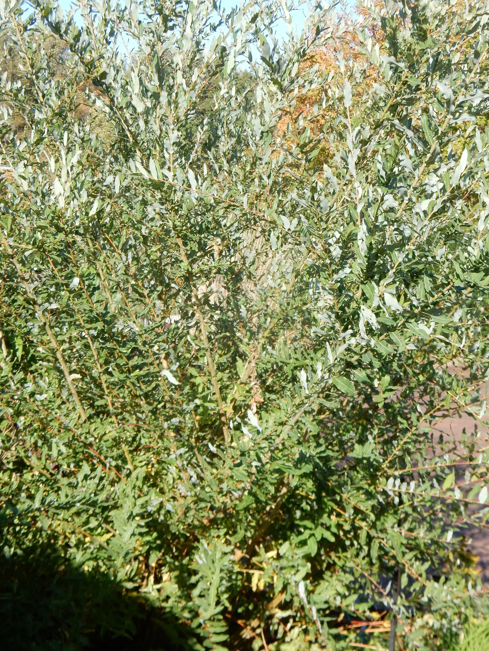 Dappled Willow (Salix Integra 'Hakuro-Nishiki') — Dappled Willows prefer a full sun to partial shade exposure in order to maintain their vibrant leaf