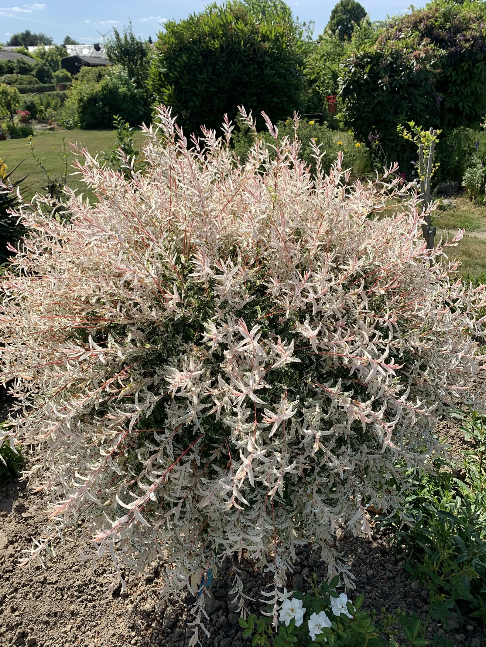 Dappled Willow (Salix Integra 'Hakuro-Nishiki') — ornamental shrub that can introduce a striking visual interest to any garden or landscape design; is highly