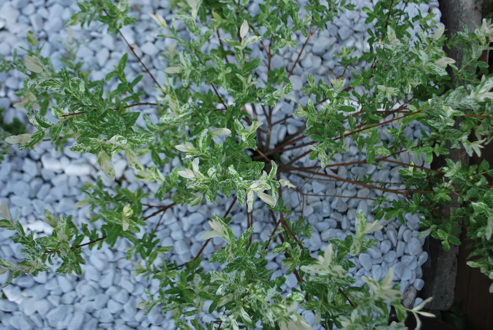 Dappled Willow (Salix Integra 'Hakuro-Nishiki') — deciduous shrub that features variegated leaves of pink
