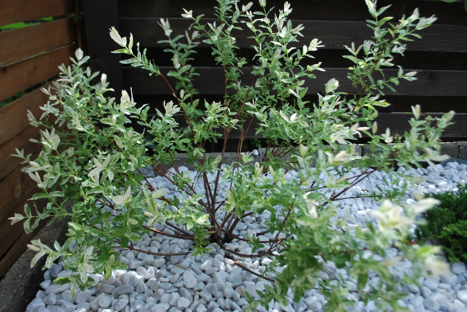 Dappled Willow (Salix Integra 'Hakuro-Nishiki') — to encourage a more vivid leaf color and control its shape
