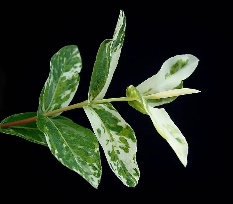 Dappled Willow (Salix Integra 'Hakuro-Nishiki') — Maturing at 4-6 ft high and 4-5 ft wide, it thrives in moist, well-drained soil in full sun to, image 22