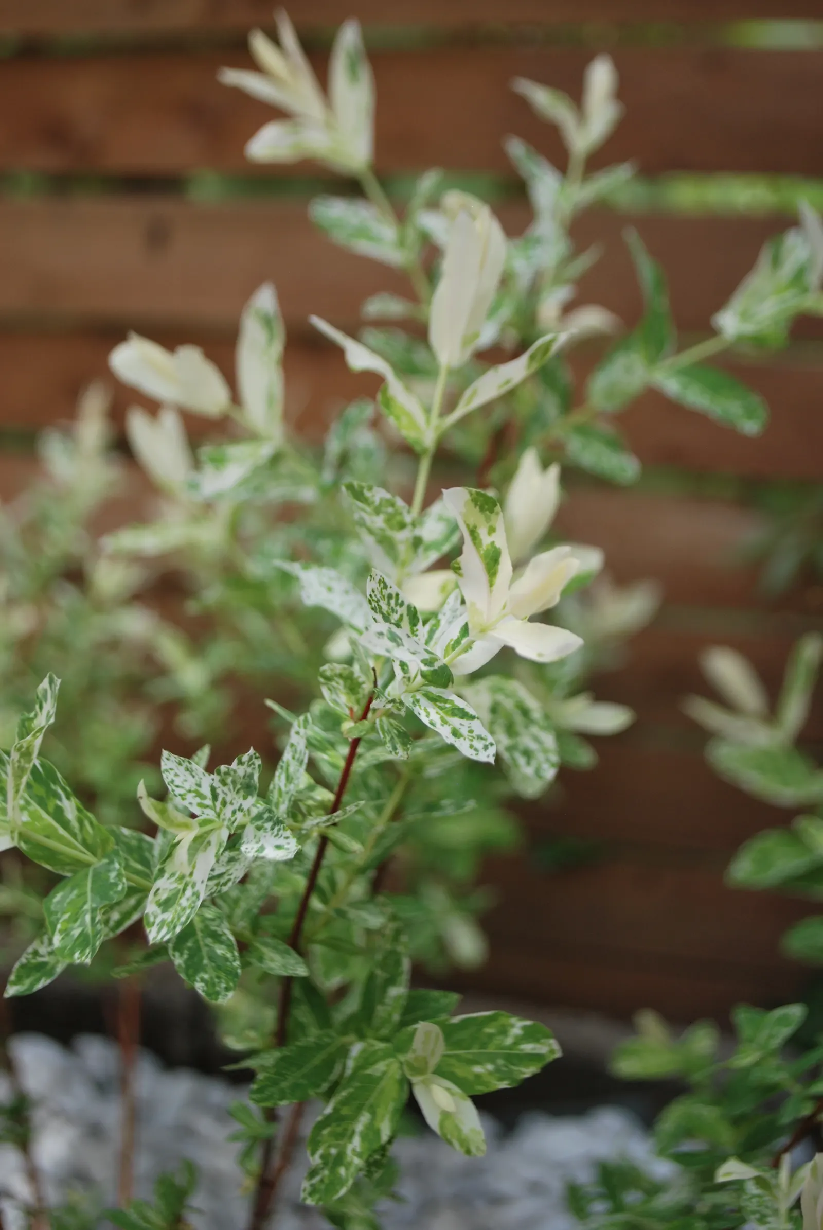 Dappled Willow (Salix Integra 'Hakuro-Nishiki') — tree for full or half; or adding a splash of color near water features due to its water-loving nature