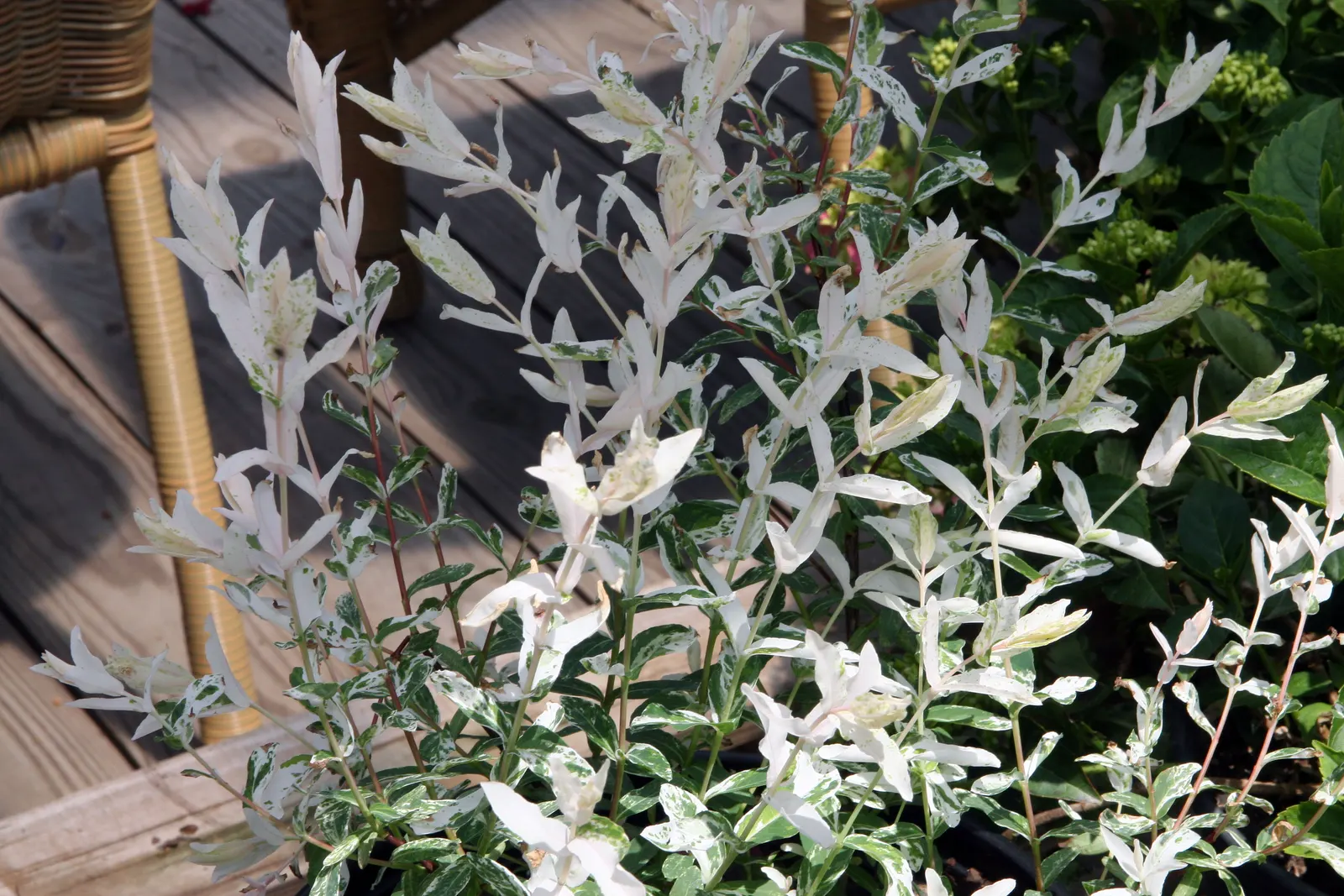 Dappled Willow (Salix Integra 'Hakuro-Nishiki') — The Dappled Willow or Salix integra 'Hakuro-Nishiki' is a striking