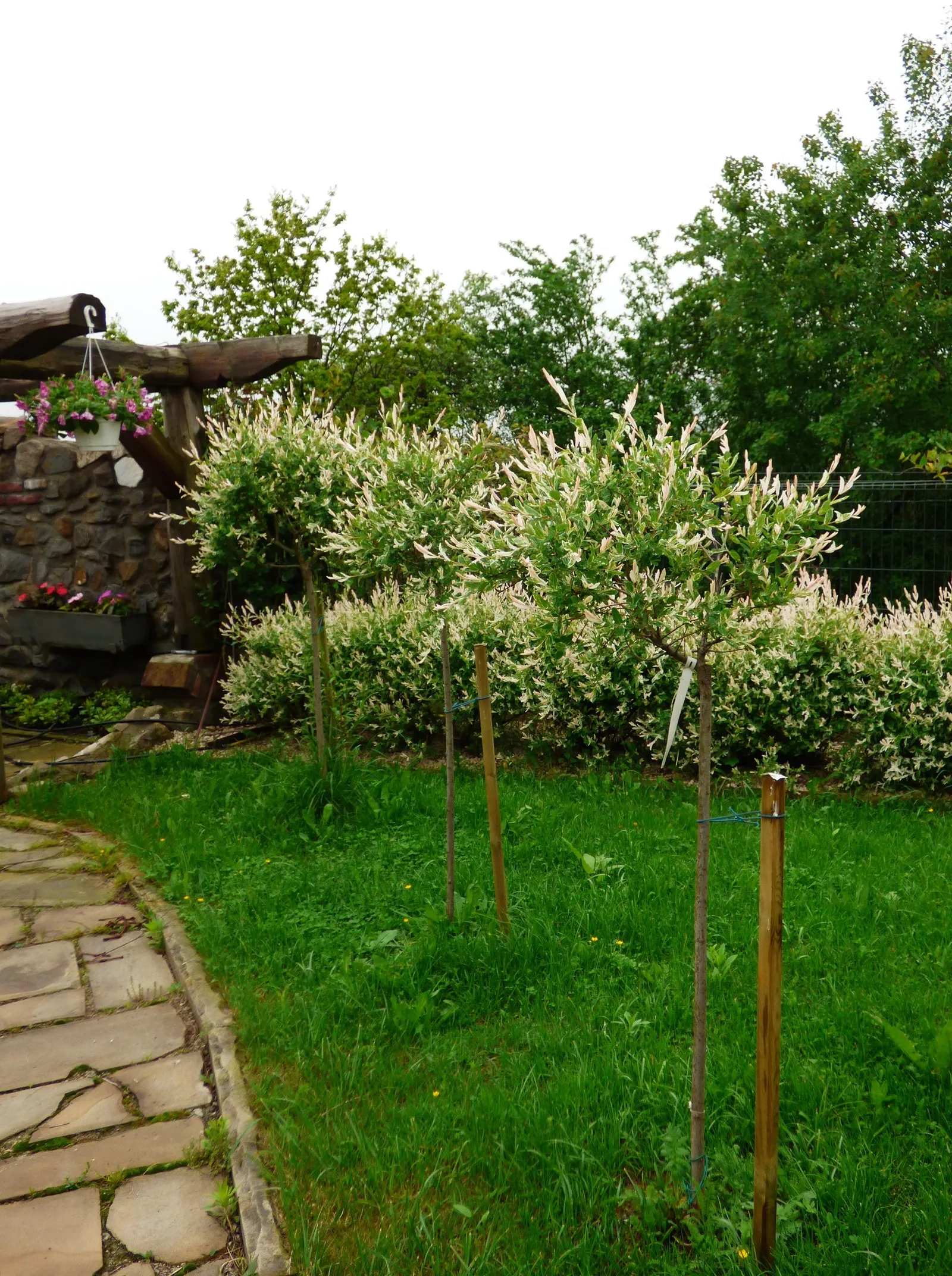 Dappled Willow (Salix Integra 'Hakuro-Nishiki') — well-drained soil conditions