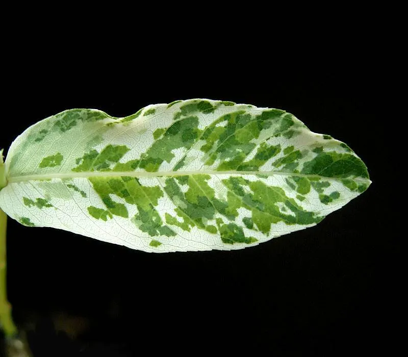 Dappled Willow (Salix Integra 'Hakuro-Nishiki') — tree for full or half