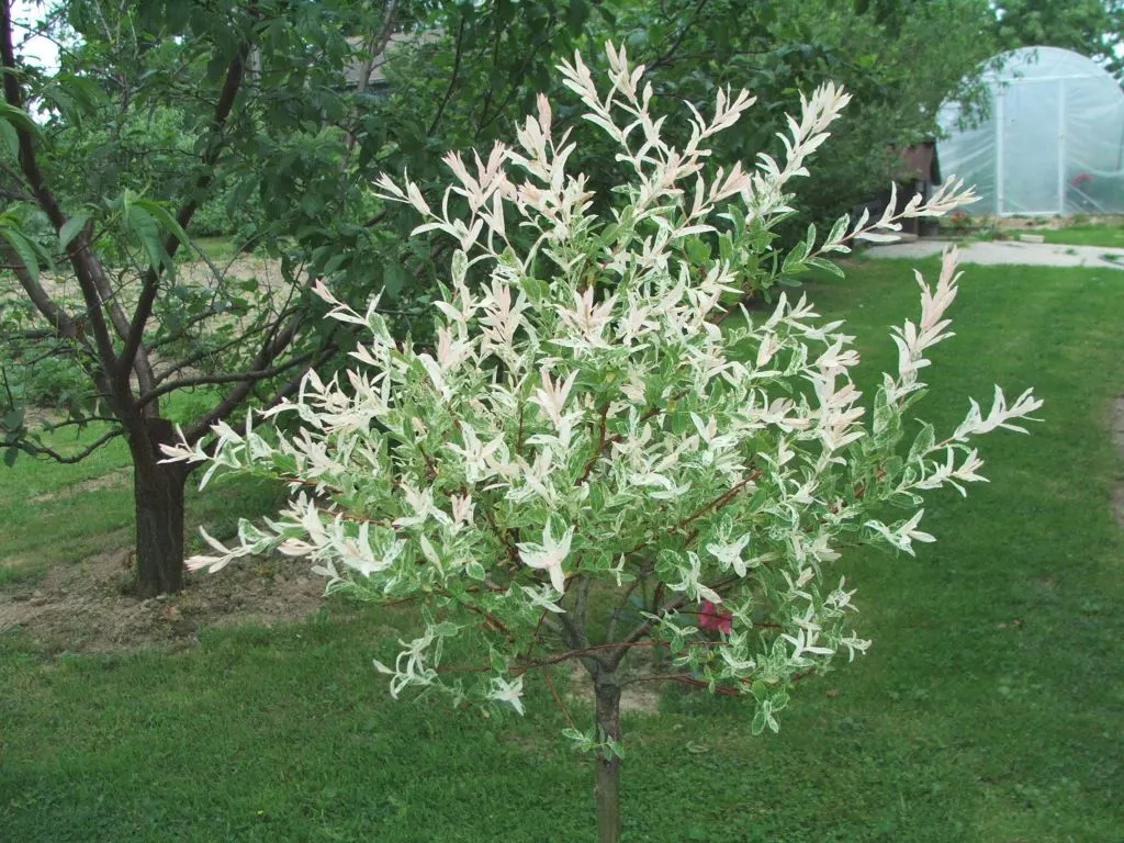Dappled Willow (Salix Integra 'Hakuro-Nishiki') — The Dappled Willow or Salix integra 'Hakuro-Nishiki' is a striking; ornamental shrub that can, image 39