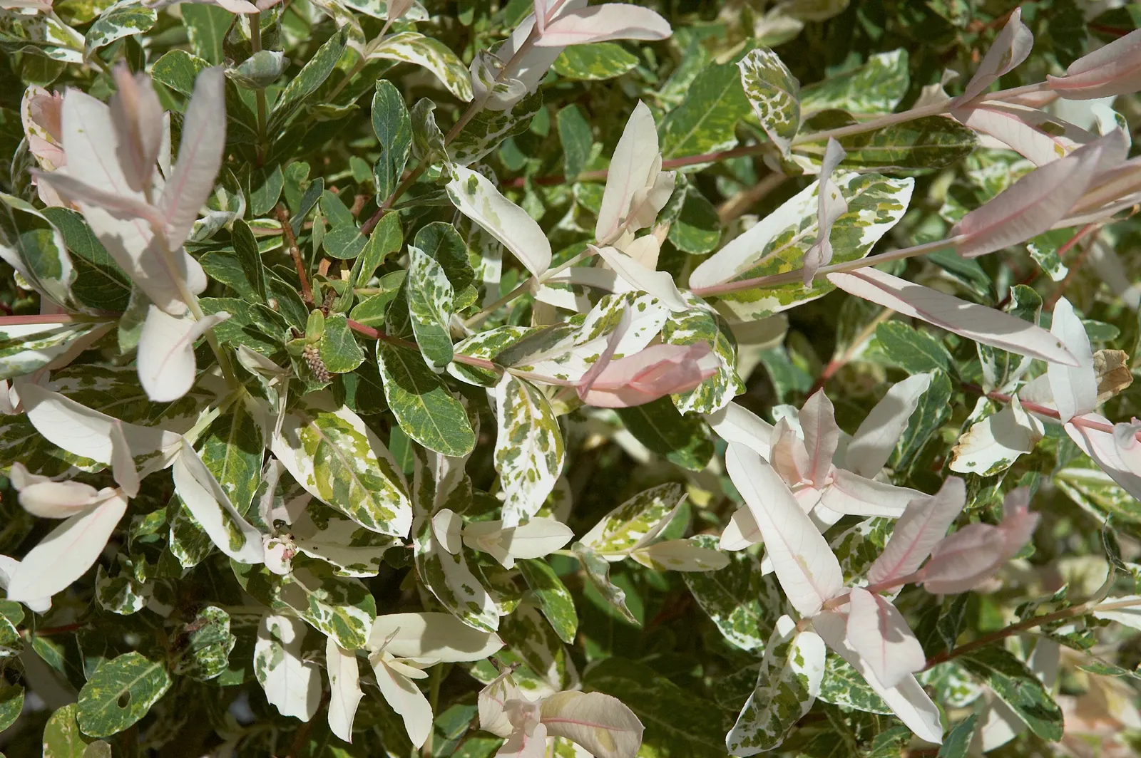 Dappled Willow (Salix Integra 'Hakuro-Nishiki') — <br><br>Hardy in zones 4 to 9, Salix integra 'Hakuro-Nishiki' generally requires minimal maintenance; which