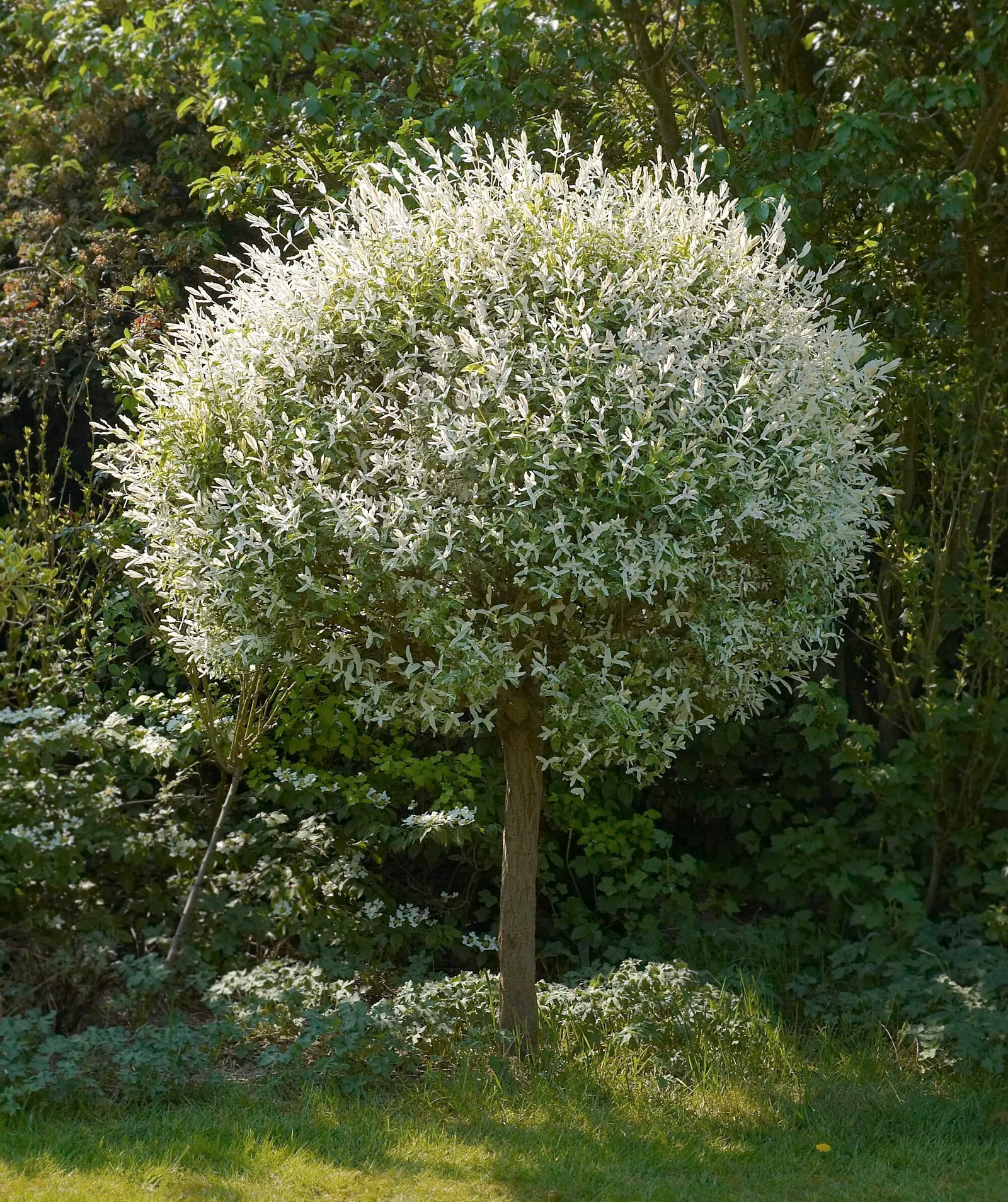 Dappled Willow (Salix Integra 'Hakuro-Nishiki') — well-drained soil conditions, image 29