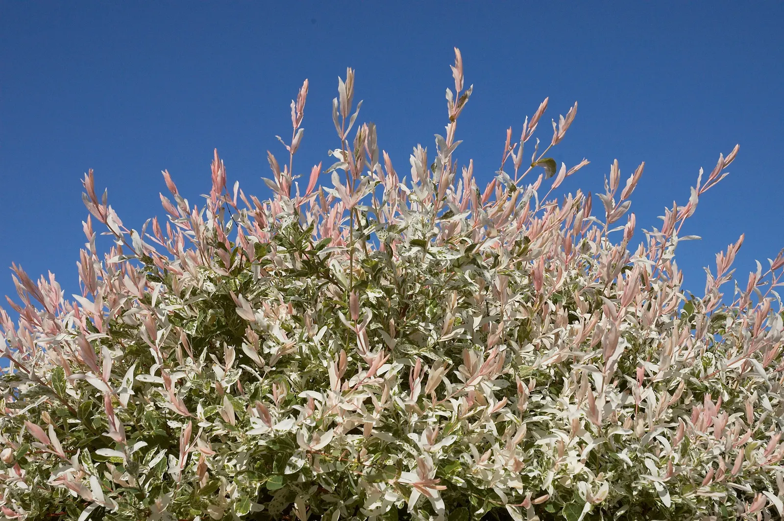 Dappled Willow (Salix Integra 'Hakuro-Nishiki') — regular pruning in late winter or early spring is beneficial; tree for full or half