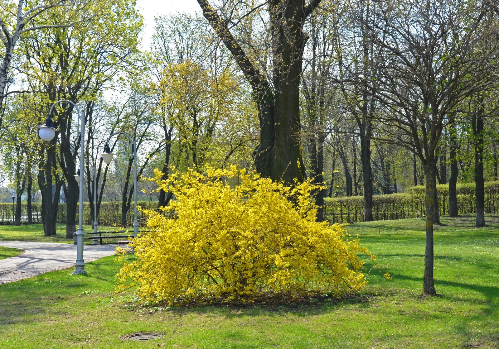 Spring Glory Forsythia (Forsythia X Intermedia 'Spring Glory') — The 'Spring Glory' Forsythia