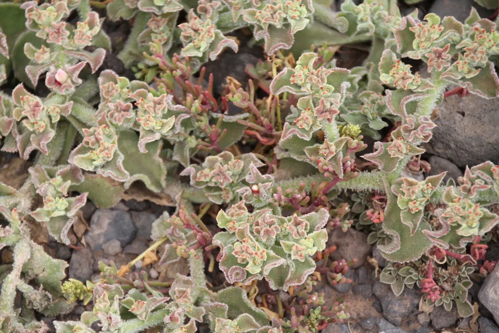 Crystal Ice Plant (Mesembryanthemum Crystallinum) — lime-green leaves covered in glistening; white-to-pale pink flowers, image 49