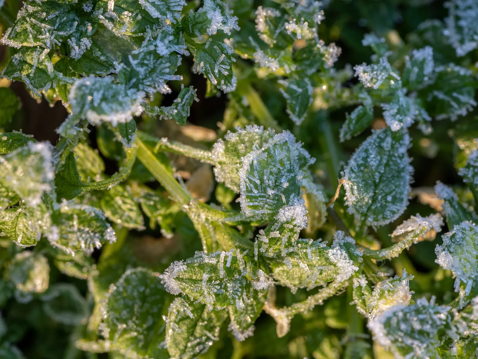 Crystal Ice Plant (Mesembryanthemum Crystallinum) — it is important to note this plant may become invasive in certain climates; daisy-like flowers that can