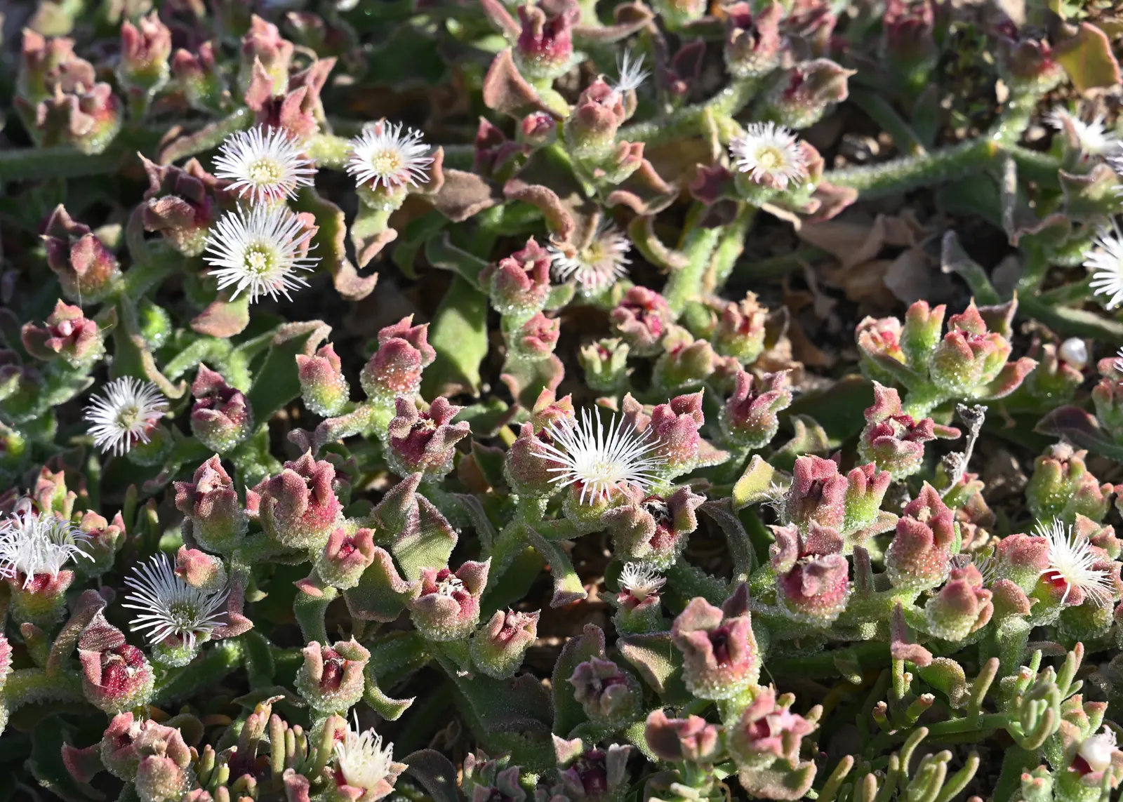 Crystal Ice Plant (Mesembryanthemum Crystallinum) — this succulent is particularly suited for seaside gardens.<br><br>Crystal Ice Plant is renowned for its