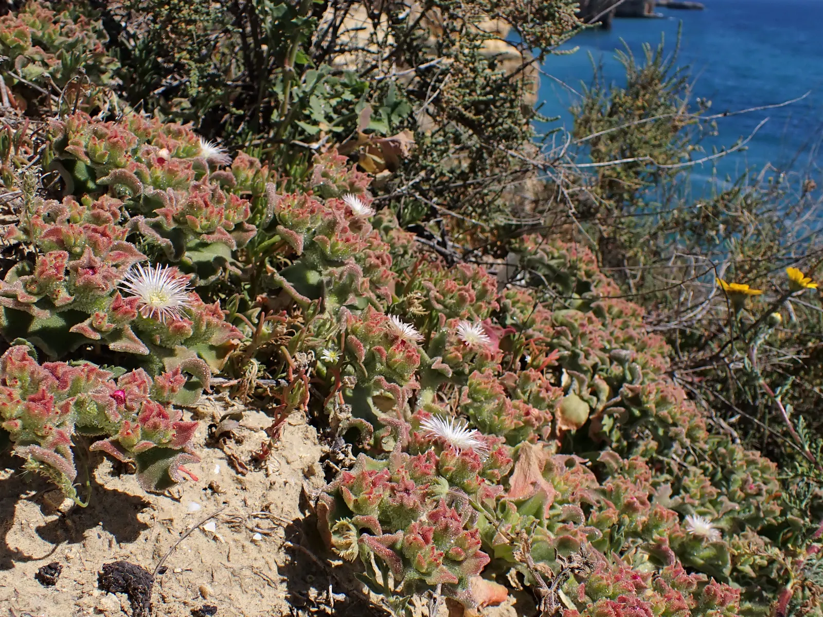 Crystal Ice Plant (Mesembryanthemum Crystallinum) — commonly referred to as the Crystal Ice Plant