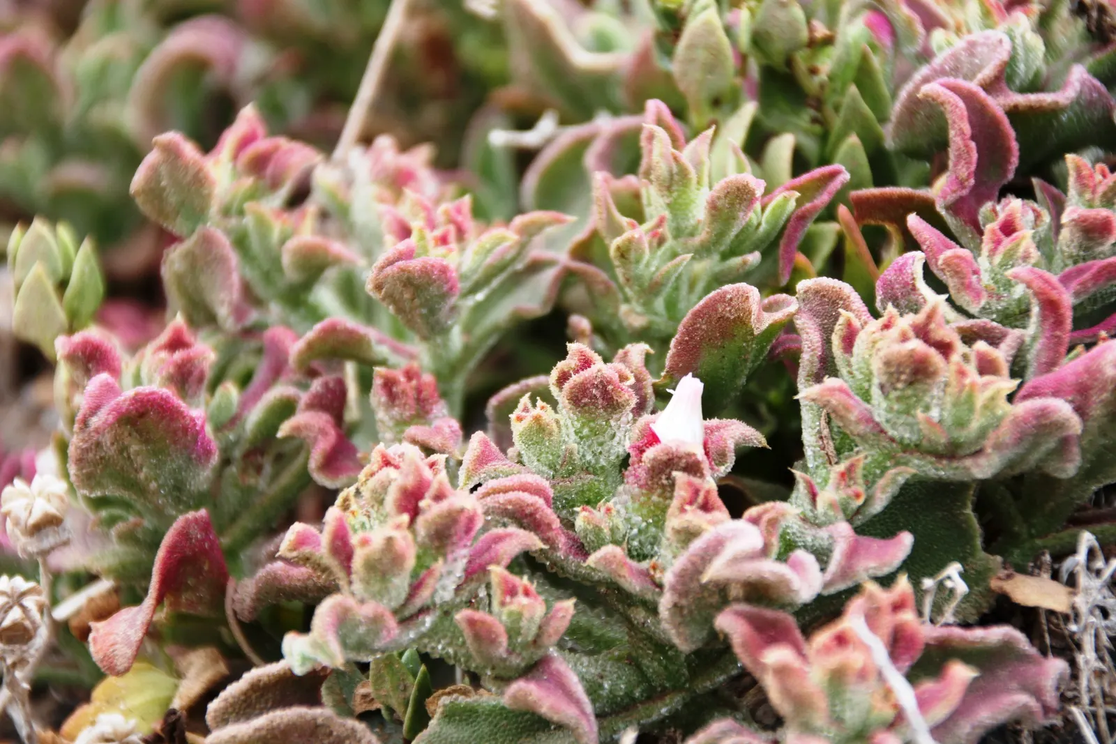 Crystal Ice Plant (Mesembryanthemum Crystallinum) — is a visually striking groundcover native to South Africa that thrives in USDA hardiness zones 9 to 11