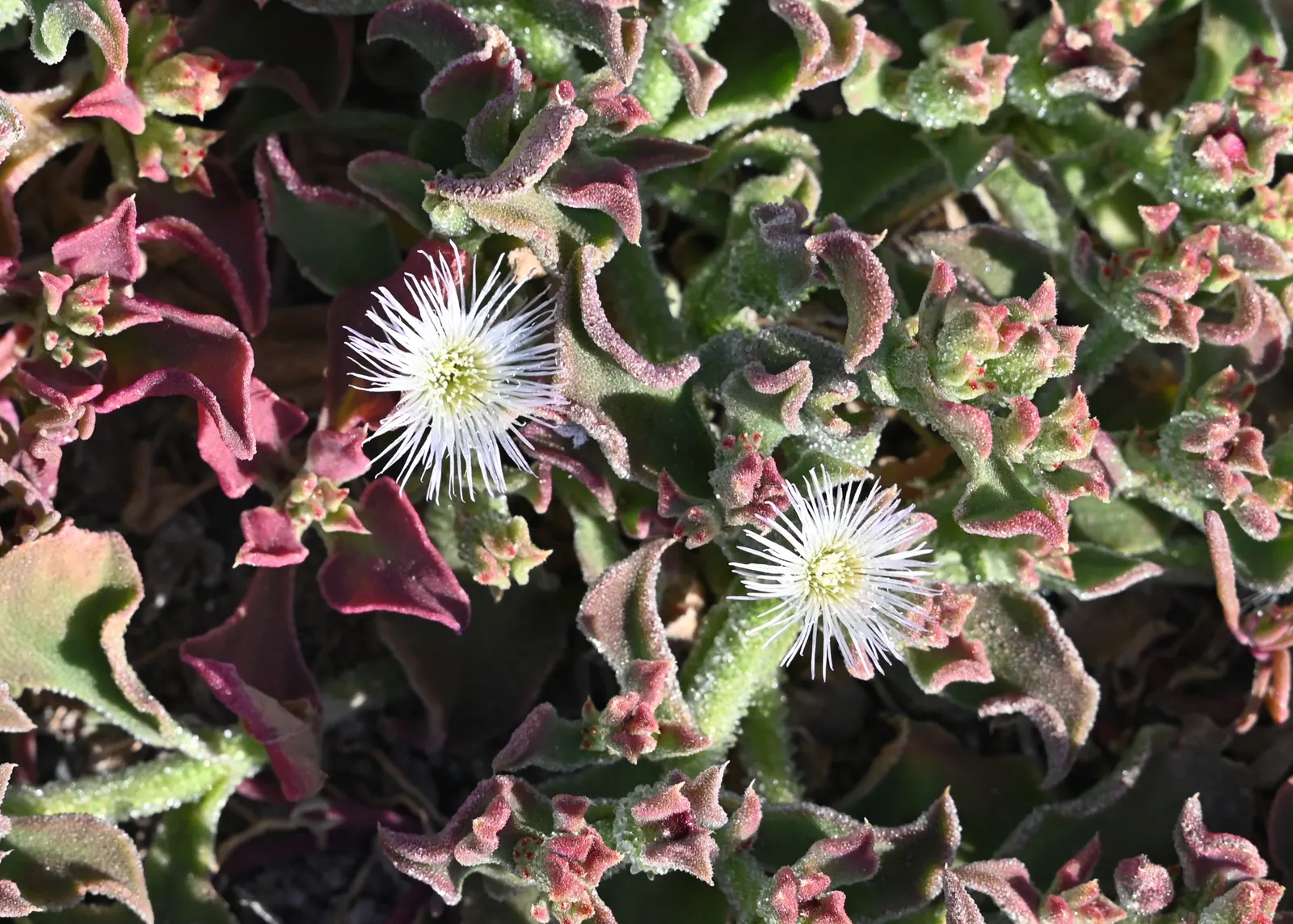Crystal Ice Plant (Mesembryanthemum Crystallinum) — lime-green leaves covered in glistening; white-to-pale pink flowers, image 73