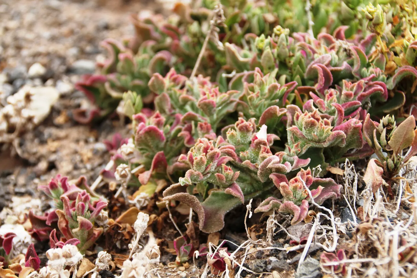 Crystal Ice Plant (Mesembryanthemum Crystallinum) — the plant will flourish and spread rapidly; succulent with pink and white blooms, image 62