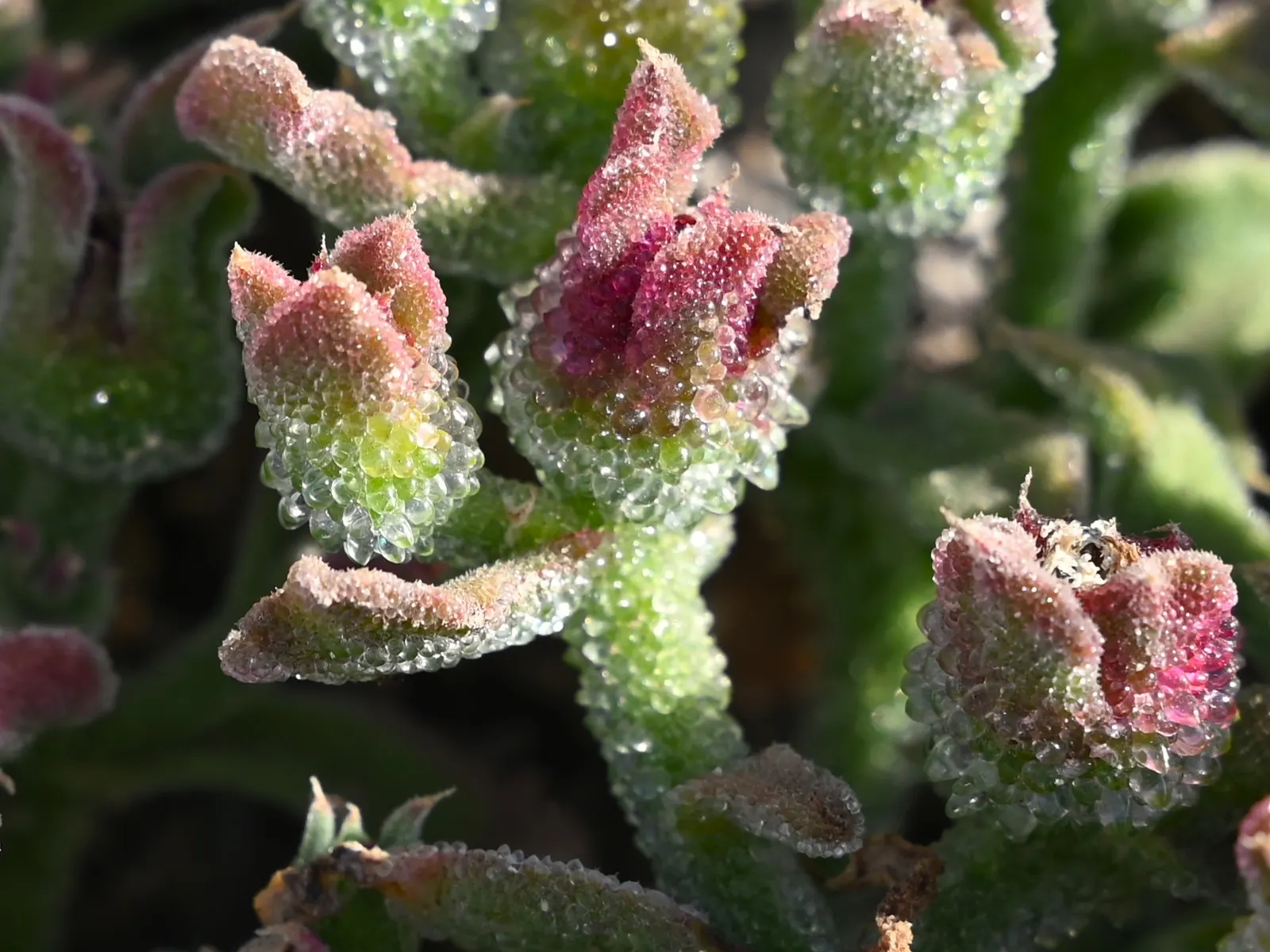 Crystal Ice Plant (Mesembryanthemum Crystallinum) — giving the plant its icy appearance; giving them a distinctive, image 50