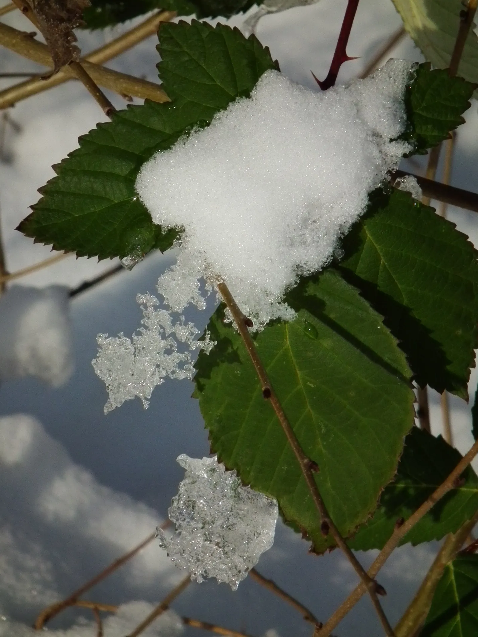 Crystal Ice Plant (Mesembryanthemum Crystallinum) — heart-shaped leaves that are covered with shimmering bladder cells
