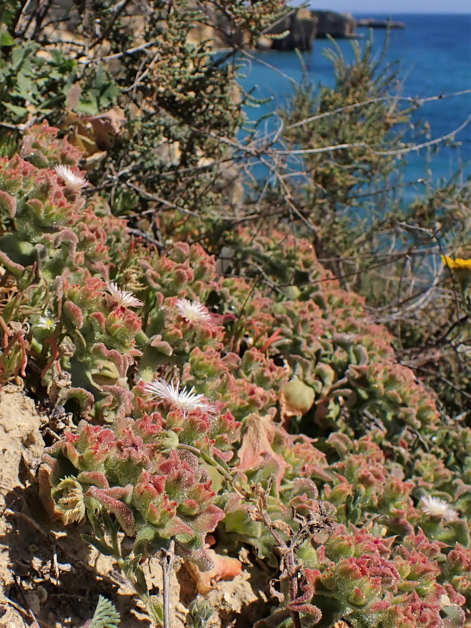 Crystal Ice Plant (Mesembryanthemum Crystallinum) — lime-green leaves covered in glistening