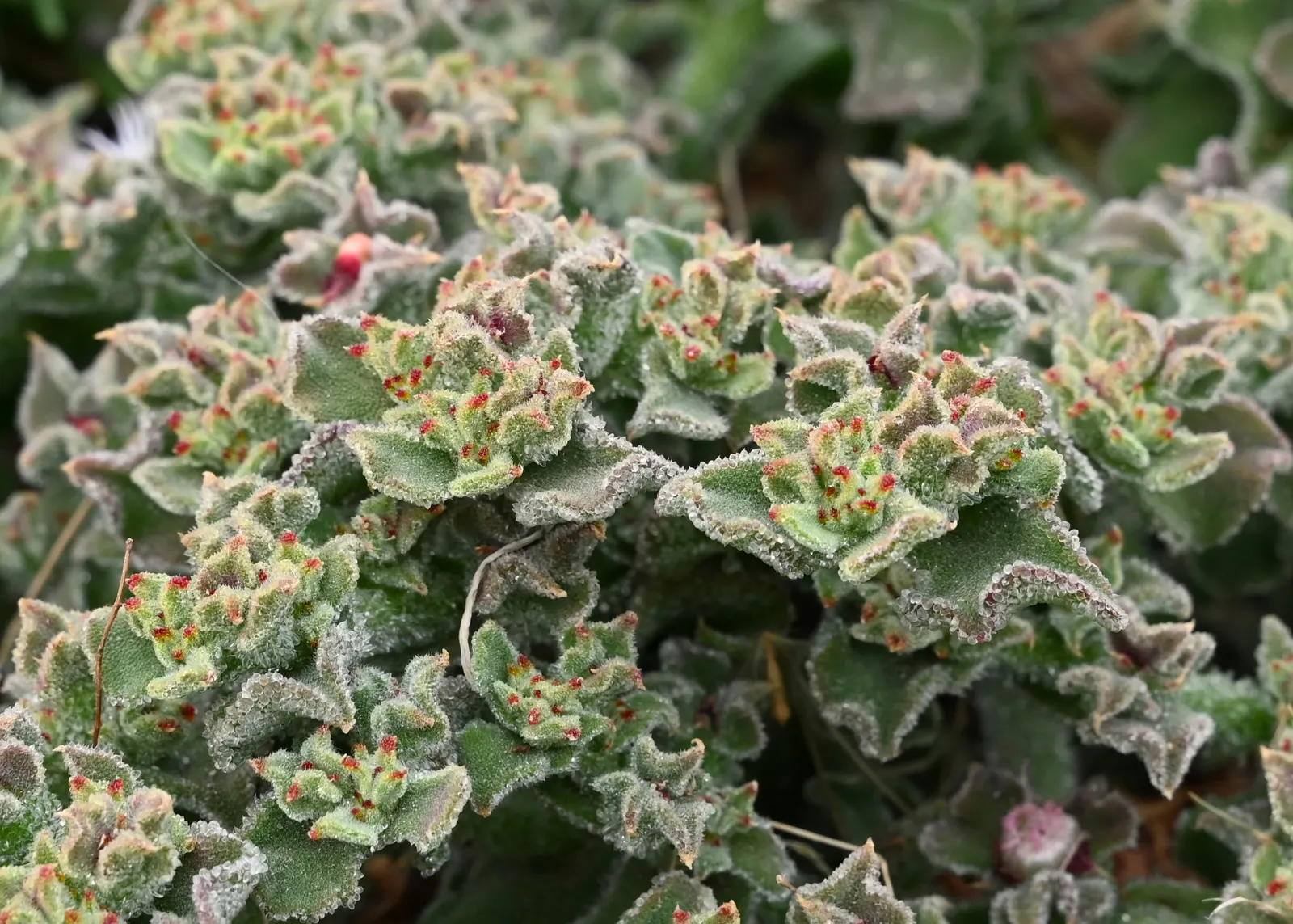 Crystal Ice Plant (Mesembryanthemum Crystallinum) — sparkling appearance as if dusted with tiny crystals