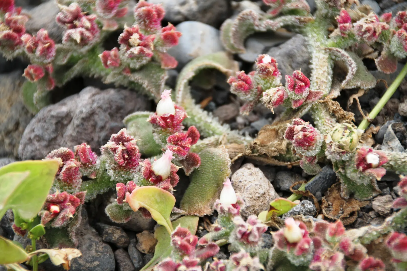 Crystal Ice Plant (Mesembryanthemum Crystallinum) — pink and white flowers in the garden; is a visually striking groundcover native to South Africa, image 70