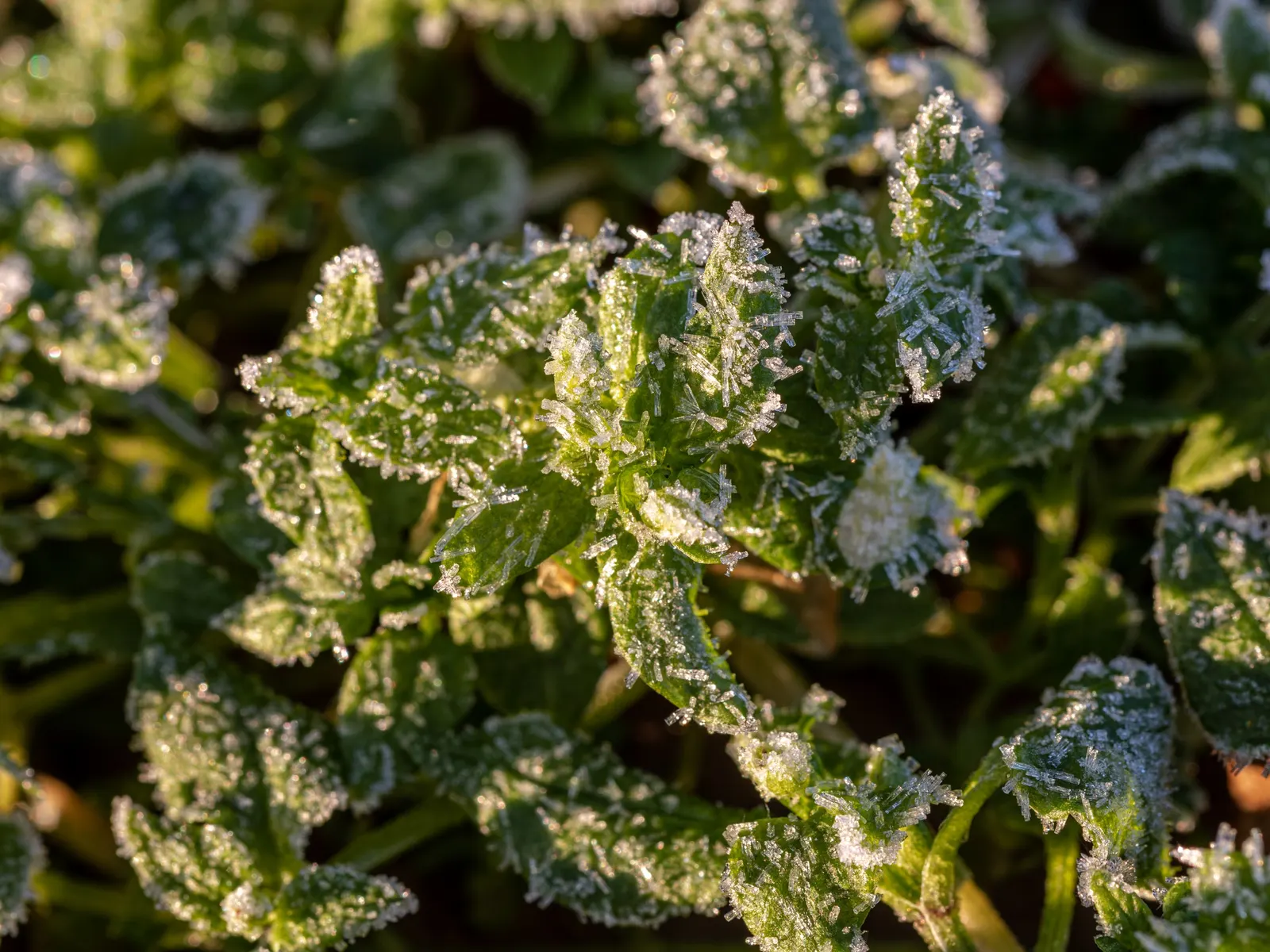 Crystal Ice Plant (Mesembryanthemum Crystallinum) — succulent for full; so its growth should be monitored