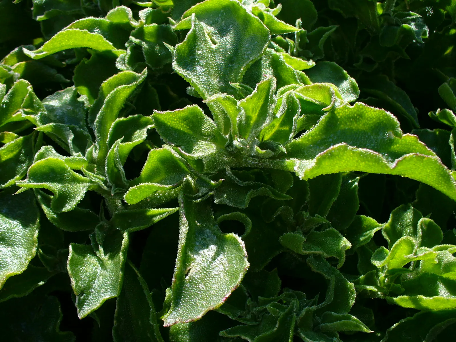 Crystal Ice Plant (Mesembryanthemum Crystallinum) — is a visually striking groundcover native to South Africa that thrives in USDA hardiness zones, image 79