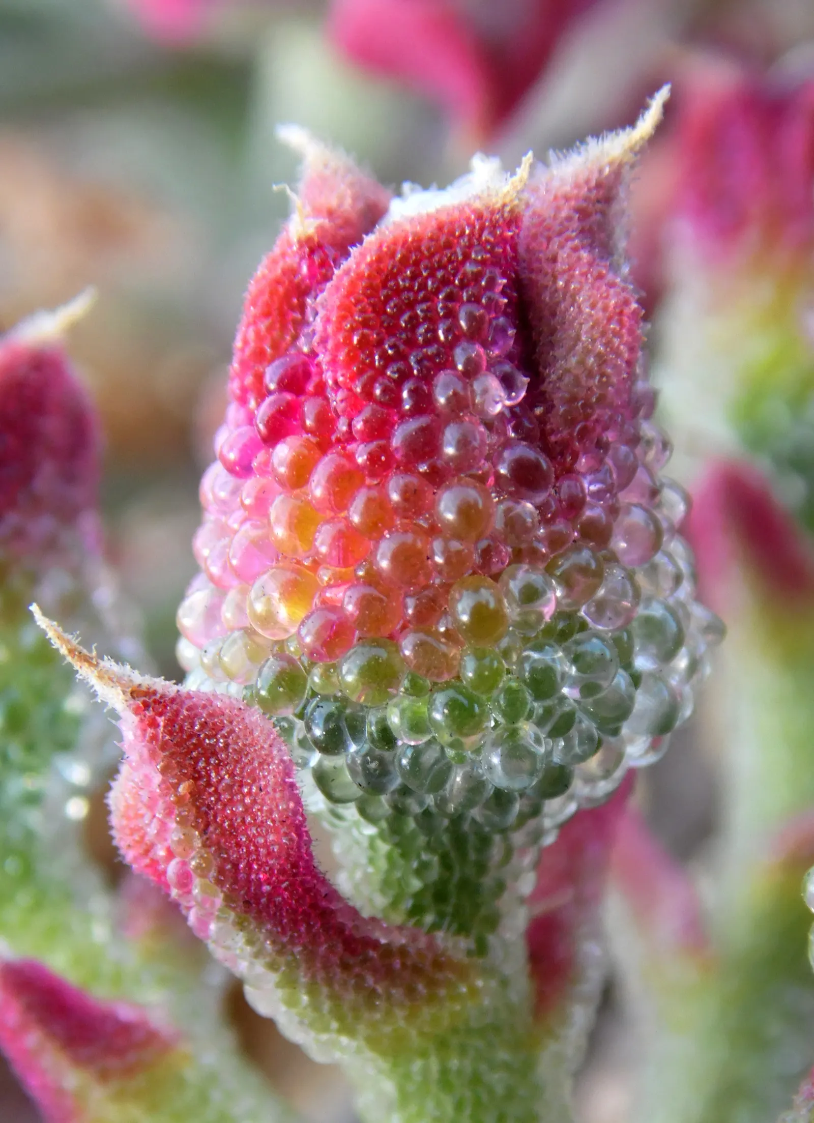 Crystal Ice Plant (Mesembryanthemum Crystallinum) — Adaptable to coastal climates and tolerant of salt spray