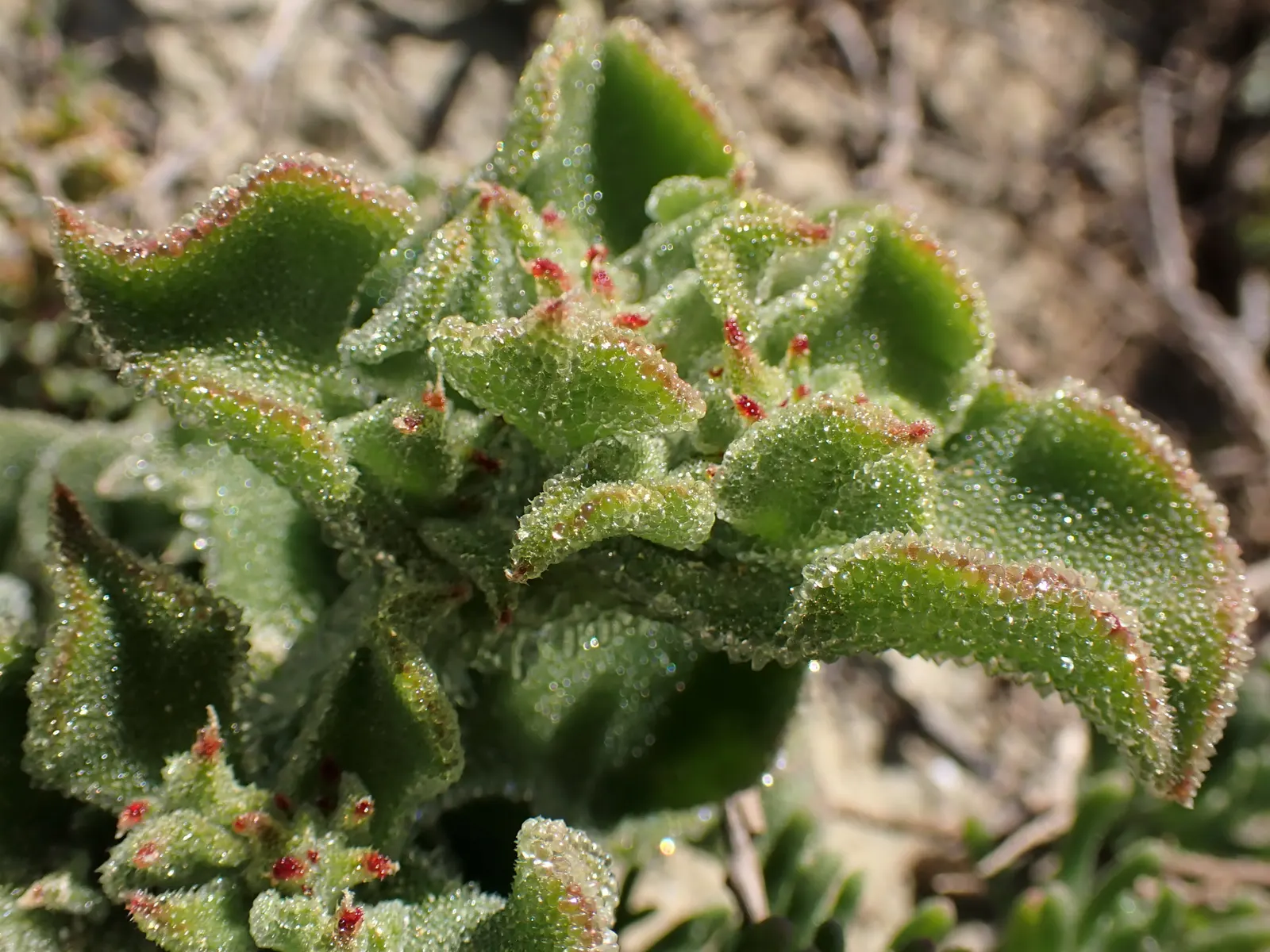 Crystal Ice Plant (Mesembryanthemum Crystallinum) — this succulent is particularly suited for seaside gardens.<br><br>Crystal Ice Plant is renowned, image 57