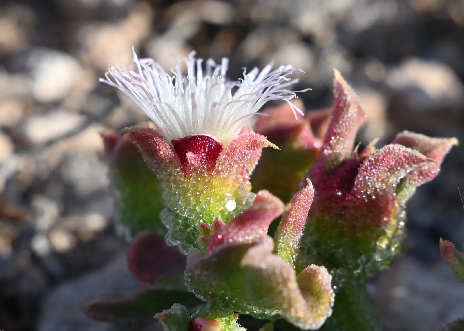 Crystal Ice Plant (Mesembryanthemum Crystallinum) — Its unique texture and reflective foliage create a year-round interest; drought tolerant and preferring