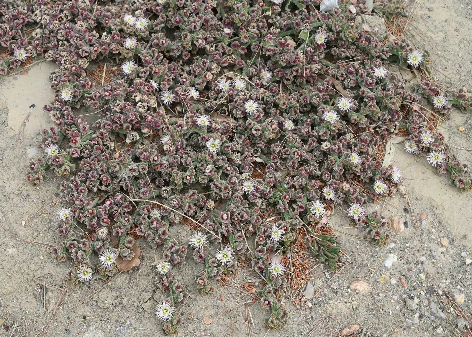 Crystal Ice Plant (Mesembryanthemum Crystallinum) — Adaptable to coastal climates and tolerant of salt spray; enhancing Mediterranean and rock garden designs