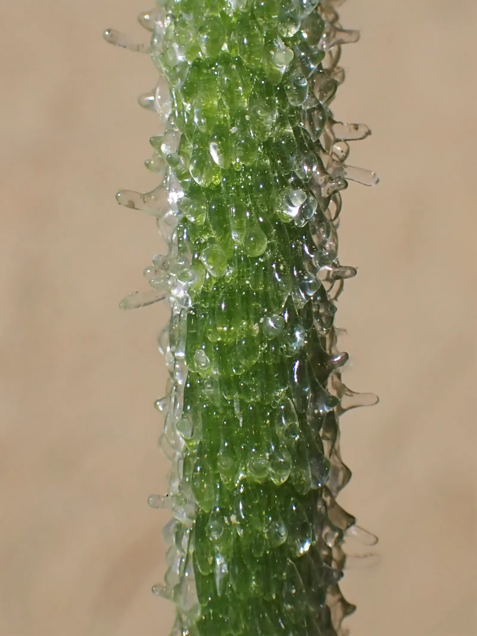 Crystal Ice Plant (Mesembryanthemum Crystallinum) — Drought tolerant and preferring full sun; its unique texture and reflective foliage create a, image 51