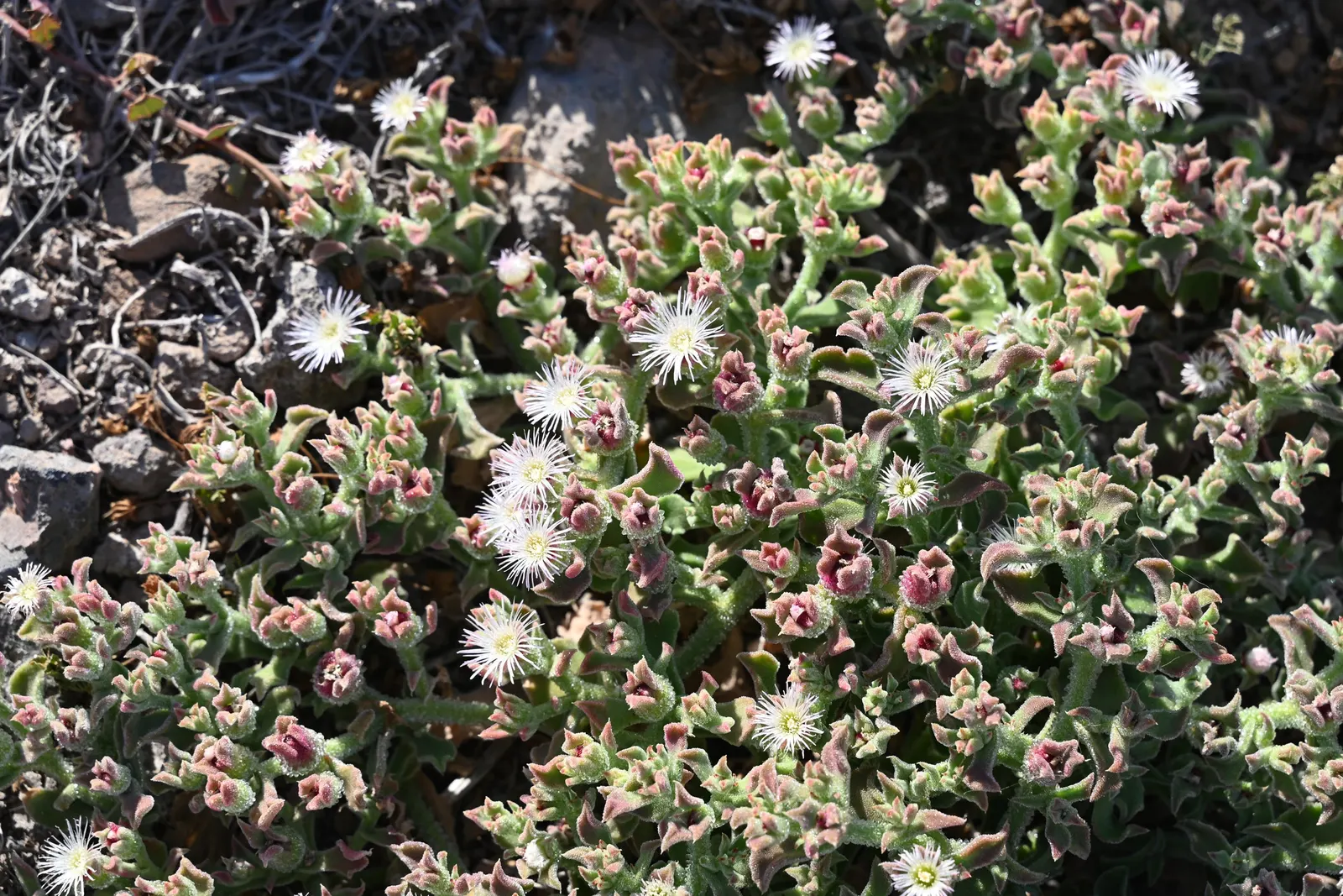 Crystal Ice Plant (Mesembryanthemum Crystallinum) — Drought tolerant and preferring full sun; its unique texture and reflective foliage create a year-round