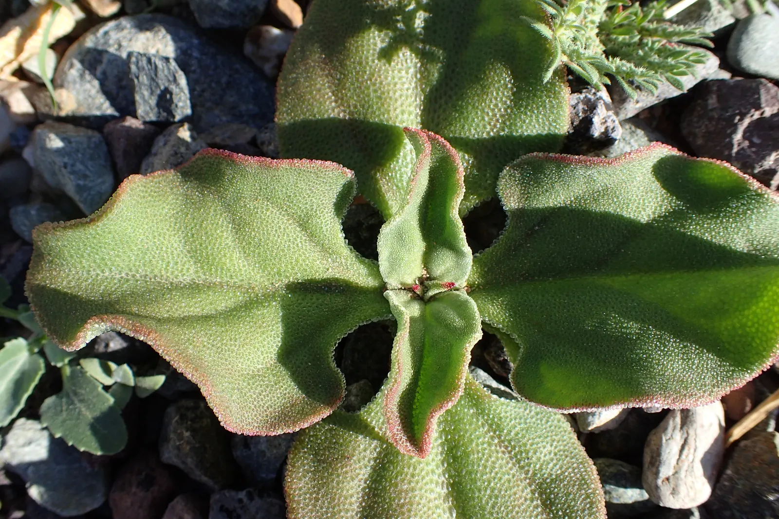Crystal Ice Plant (Mesembryanthemum Crystallinum) — giving the plant its icy appearance; giving them a distinctive