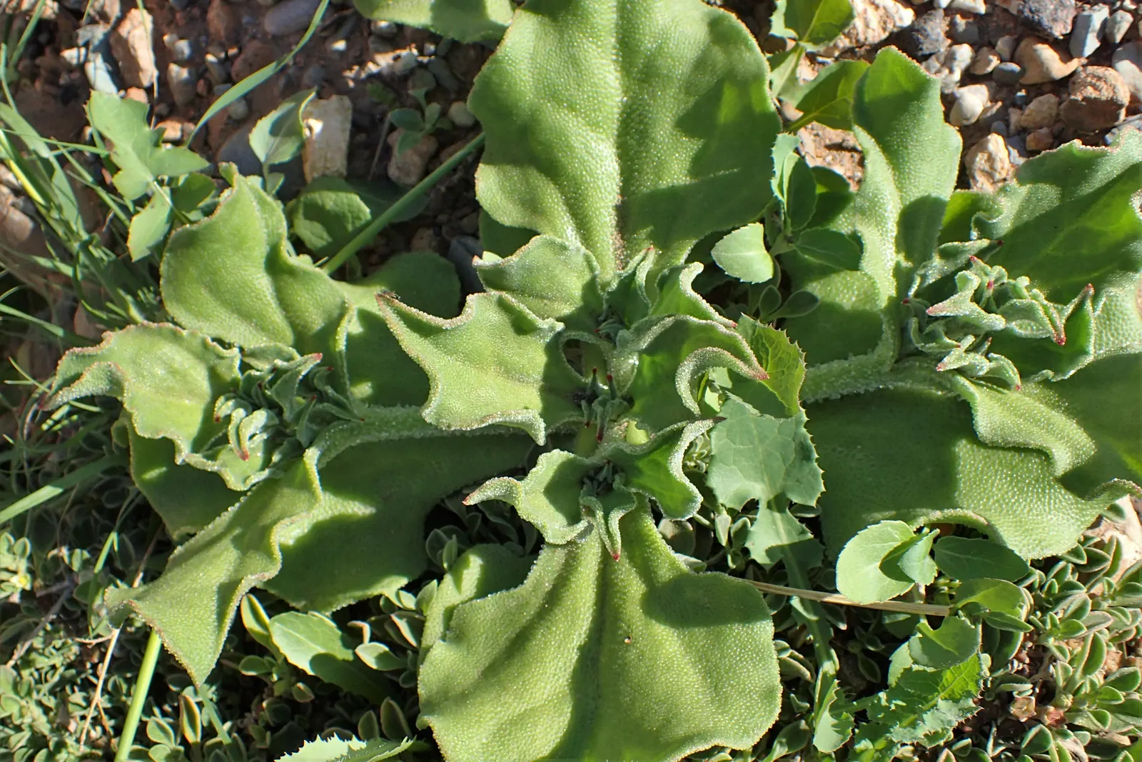 Crystal Ice Plant (Mesembryanthemum Crystallinum) — gritty soil and minimal water once established