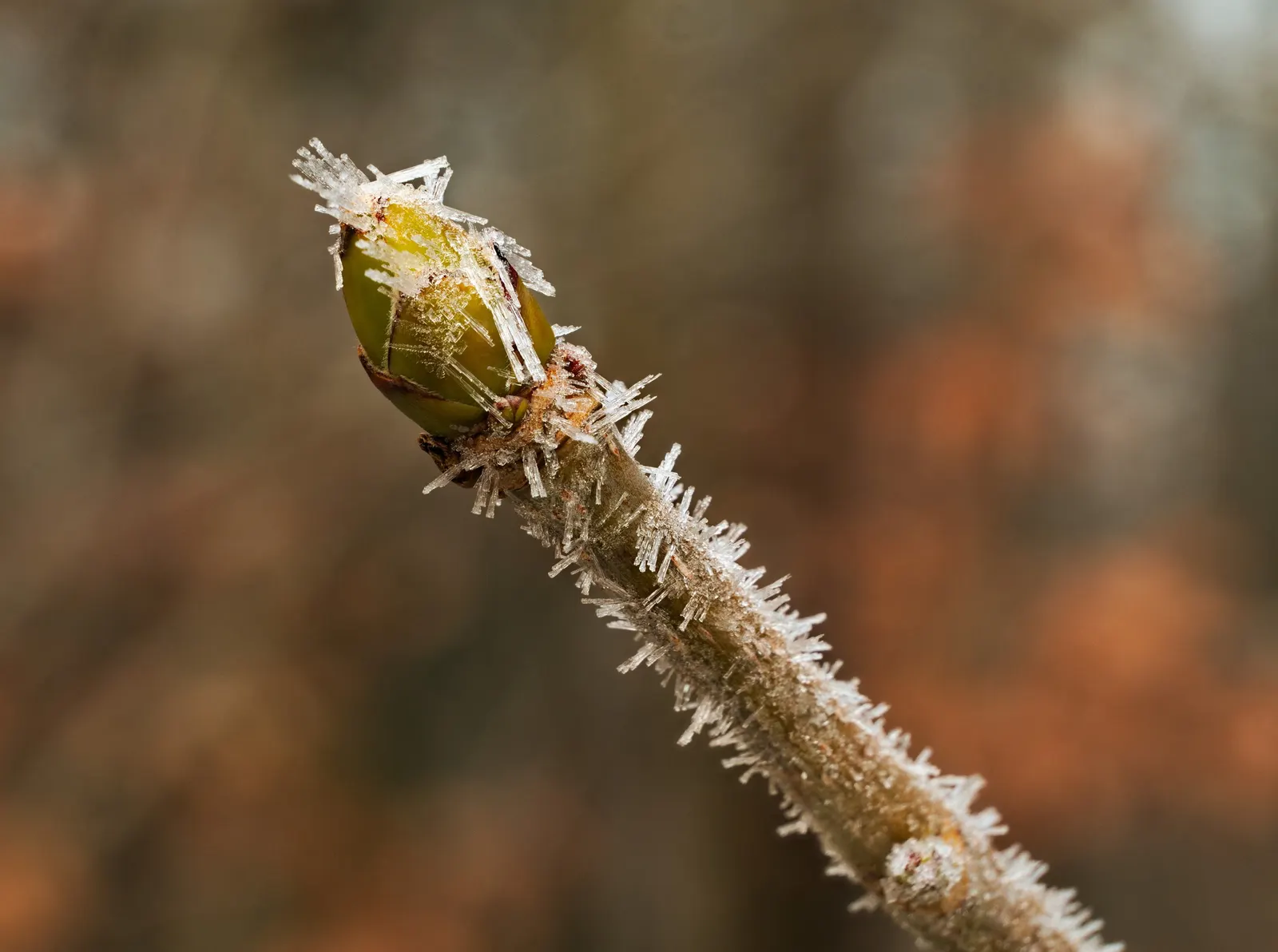 Crystal Ice Plant (Mesembryanthemum Crystallinum) — giving the plant its icy appearance
