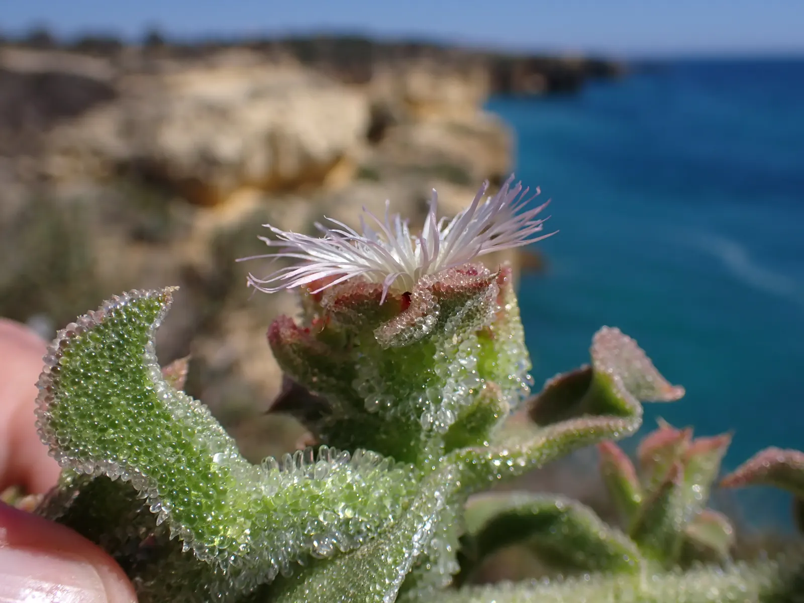 Crystal Ice Plant (Mesembryanthemum Crystallinum) — lime-green leaves covered in glistening; white-to-pale pink flowers