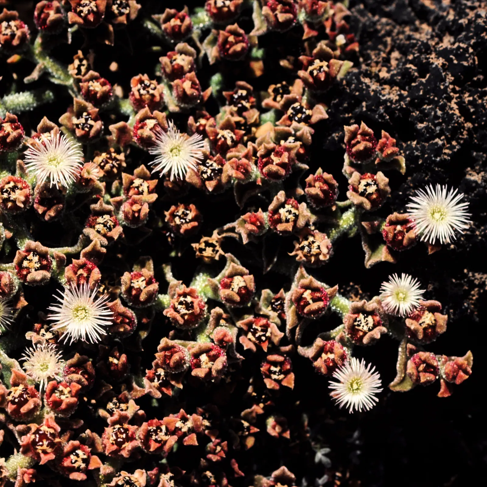 Crystal Ice Plant (Mesembryanthemum Crystallinum) — especially when planted in groups or used as a living mulch under drought-tolerant shrubs; heart-shaped
