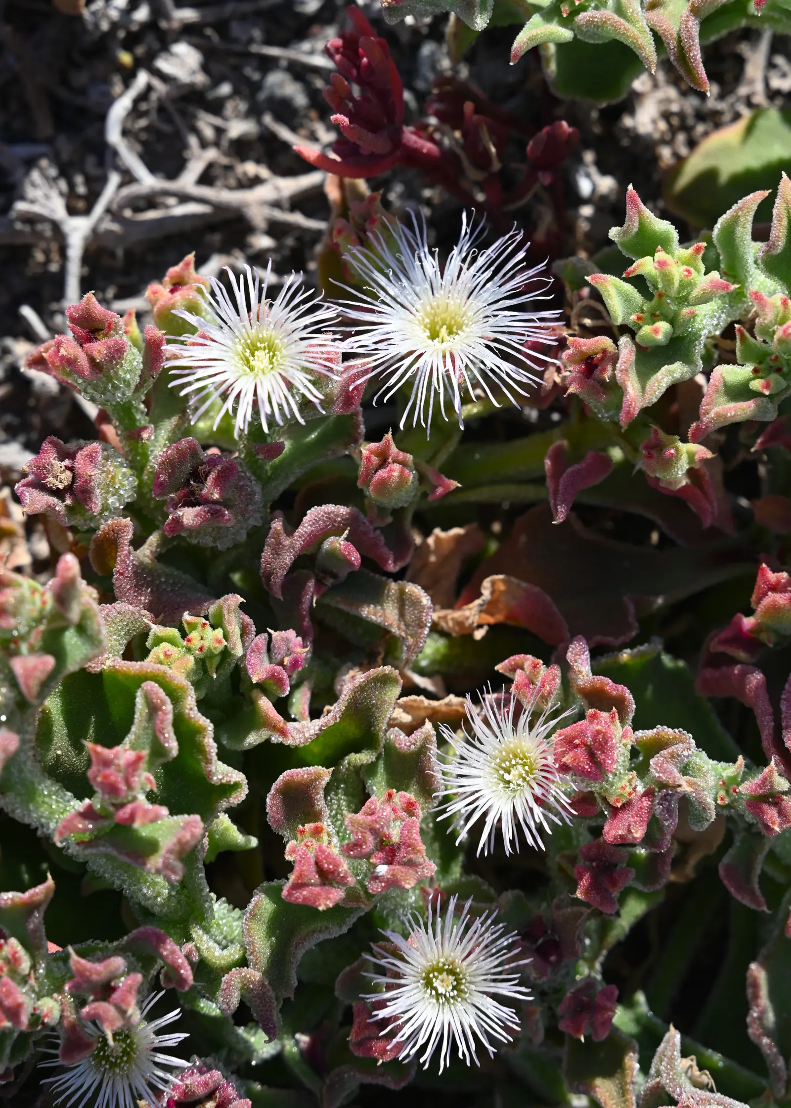 Crystal Ice Plant (Mesembryanthemum Crystallinum) — it is important to note this plant may become invasive in certain climates