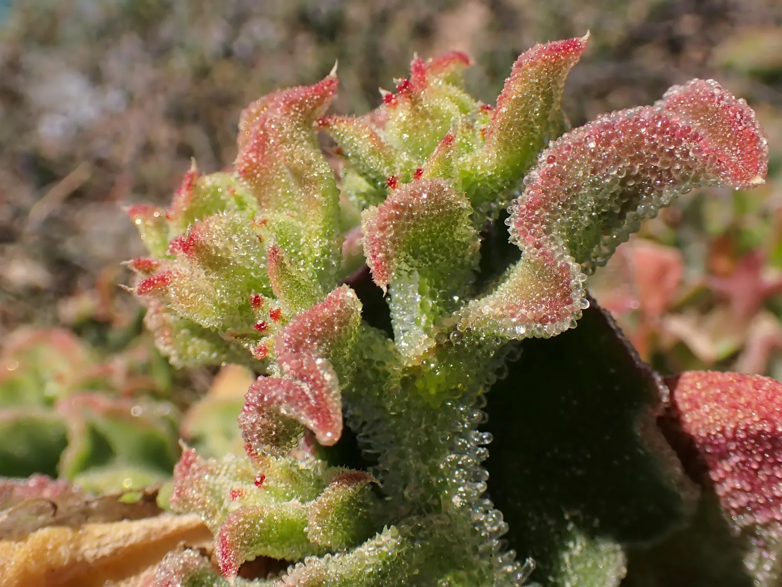 Crystal Ice Plant (Mesembryanthemum Crystallinum) — which is essential for its vigor