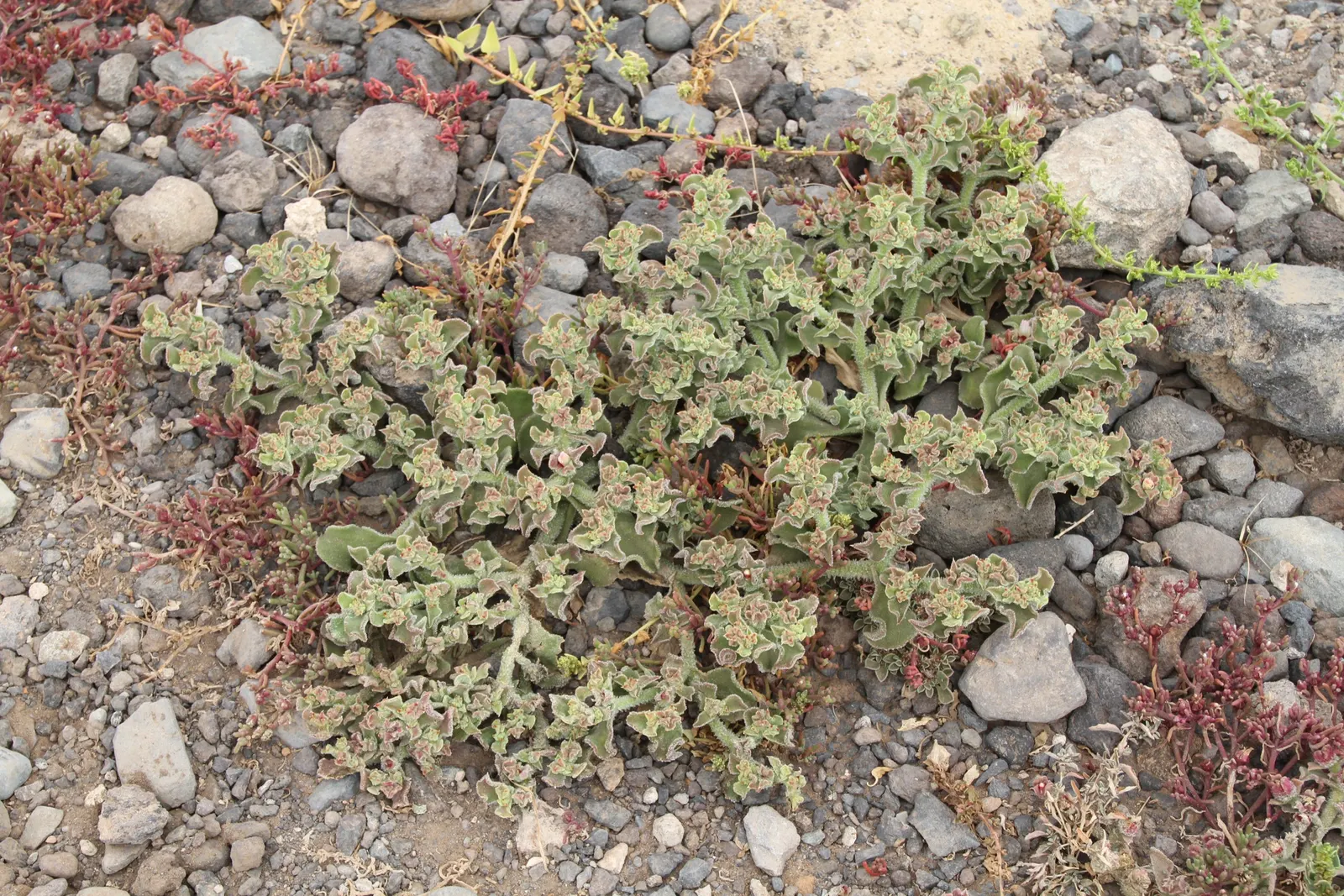 Crystal Ice Plant (Mesembryanthemum Crystallinum) — is a visually striking groundcover native to South Africa that thrives in USDA hardiness zones, image 55