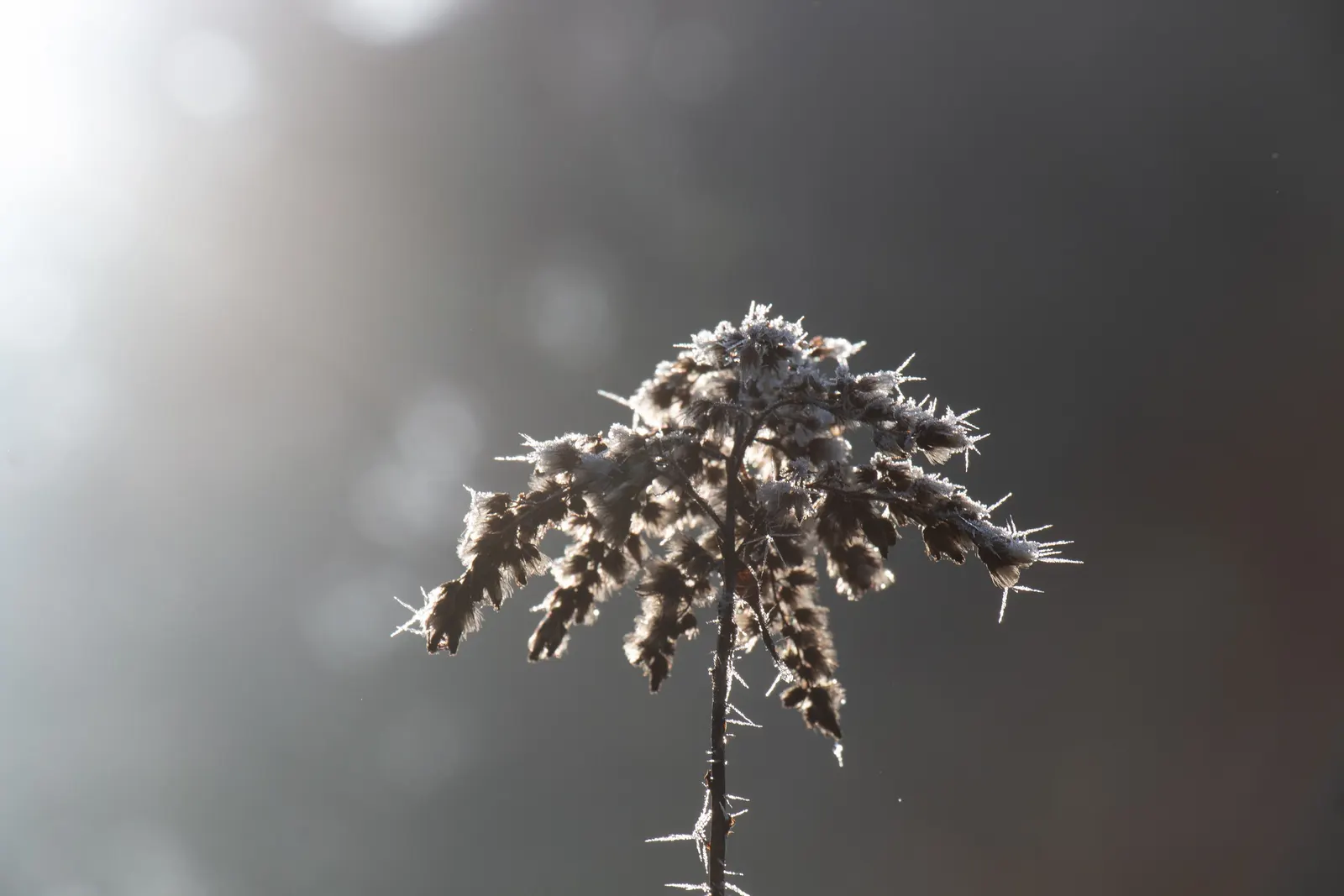 Crystal Ice Plant (Mesembryanthemum Crystallinum) — Its unique texture and reflective foliage create a year-round interest; drought tolerant and, image 66