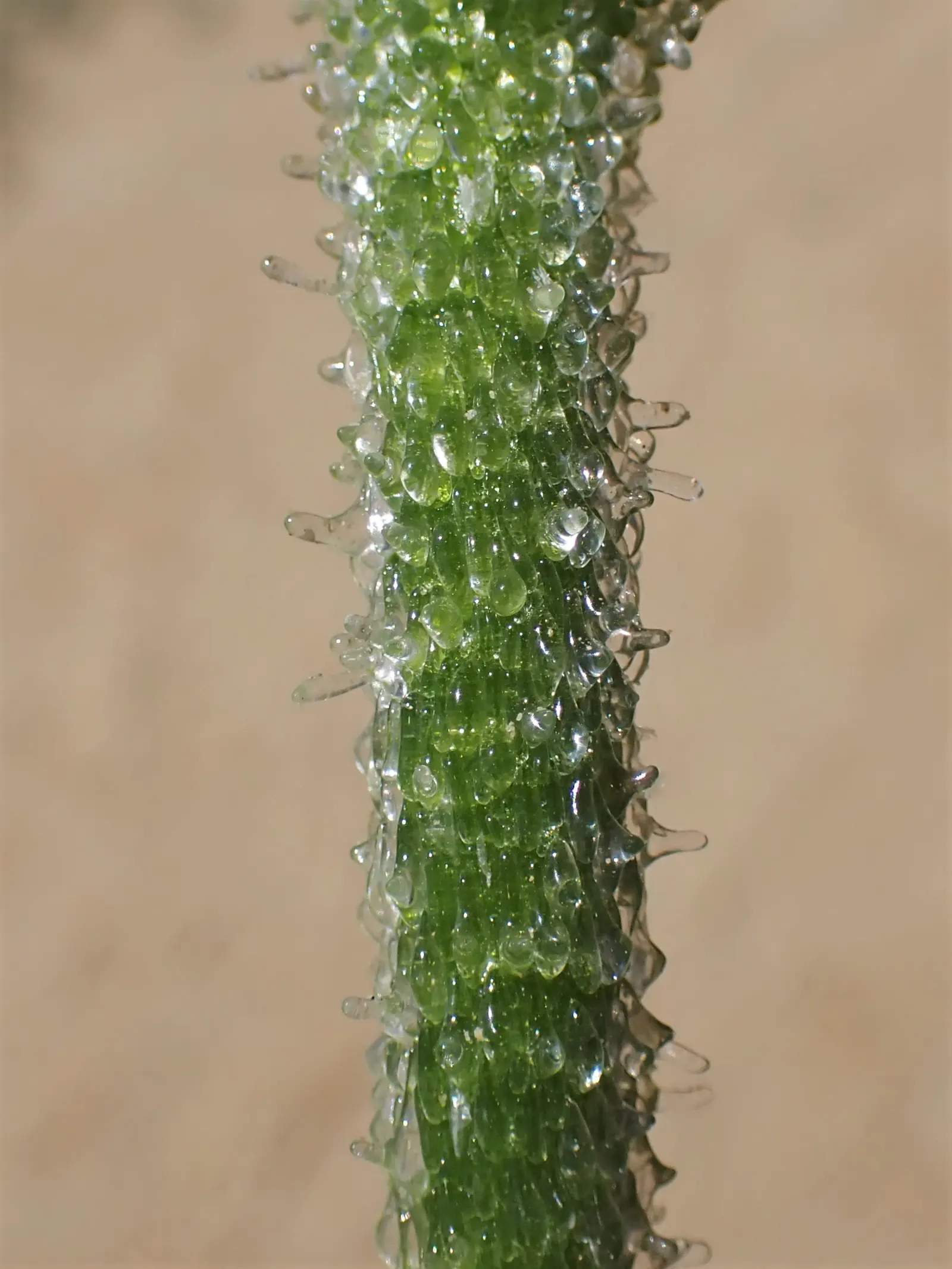 Crystal Ice Plant (Mesembryanthemum Crystallinum) — giving them a distinctive; giving the plant its icy appearance