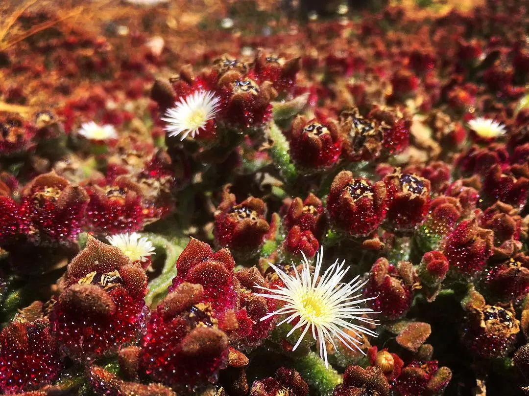 Crystal Ice Plant (Mesembryanthemum Crystallinum) — sparkling appearance as if dusted with tiny crystals; this succulent is particularly suited for, image 60