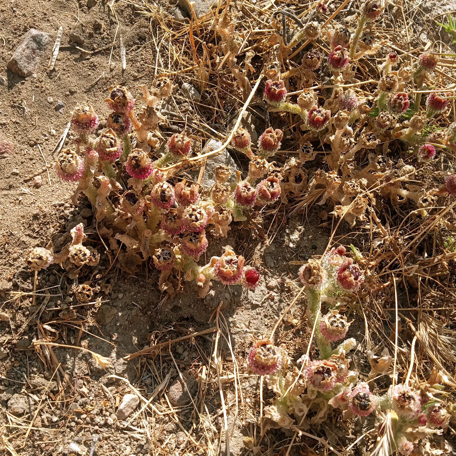 Crystal Ice Plant (Mesembryanthemum Crystallinum) — is a visually striking groundcover native to South Africa that thrives in USDA hardiness zones, image 31