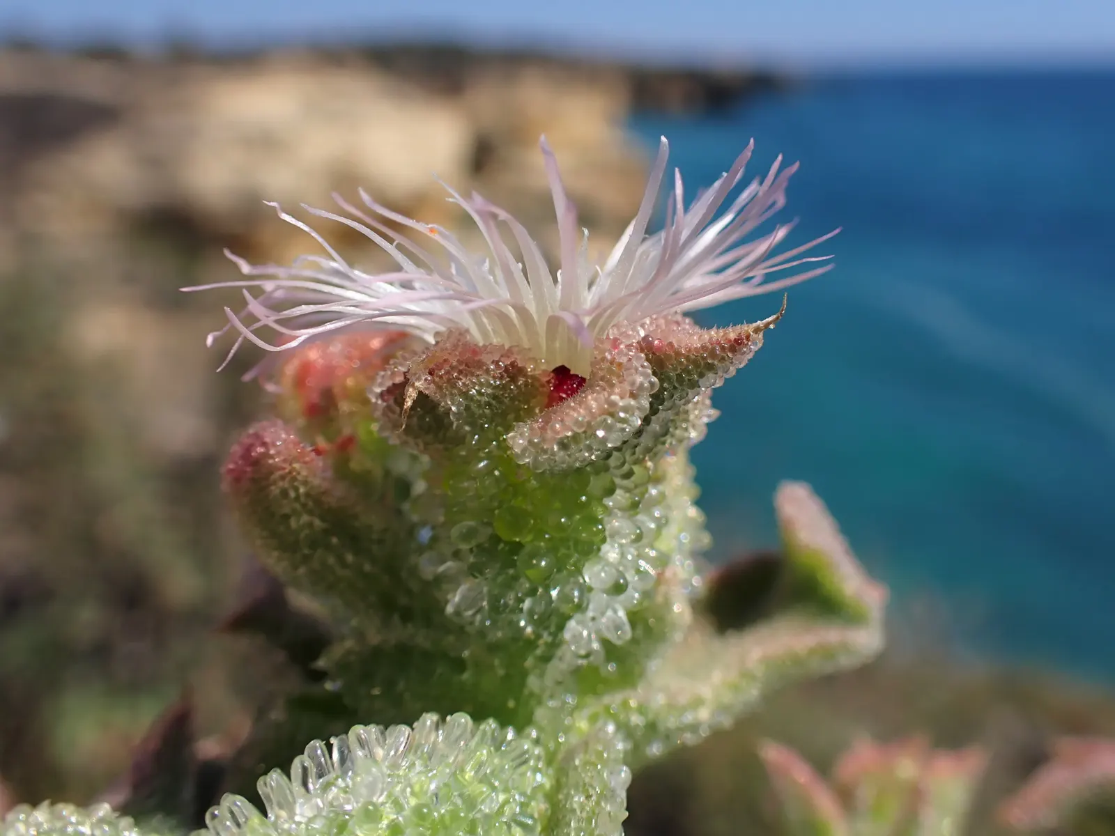 Crystal Ice Plant (Mesembryanthemum Crystallinum) — succulent with pink and white blooms