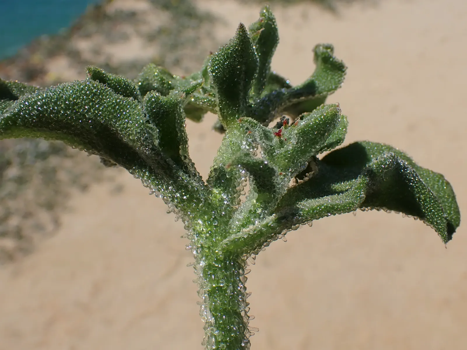 Crystal Ice Plant (Mesembryanthemum Crystallinum) — Its unique texture and reflective foliage create a year-round interest