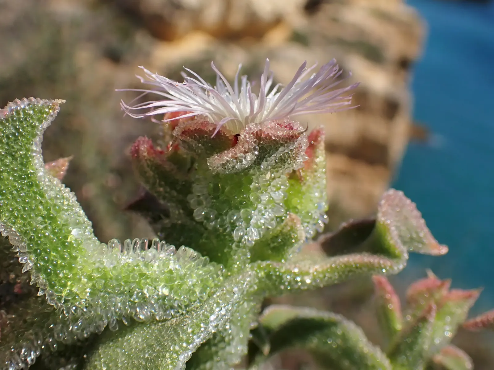 Crystal Ice Plant (Mesembryanthemum Crystallinum) — commonly referred to as the Crystal Ice Plant; gritty soil and minimal water once established